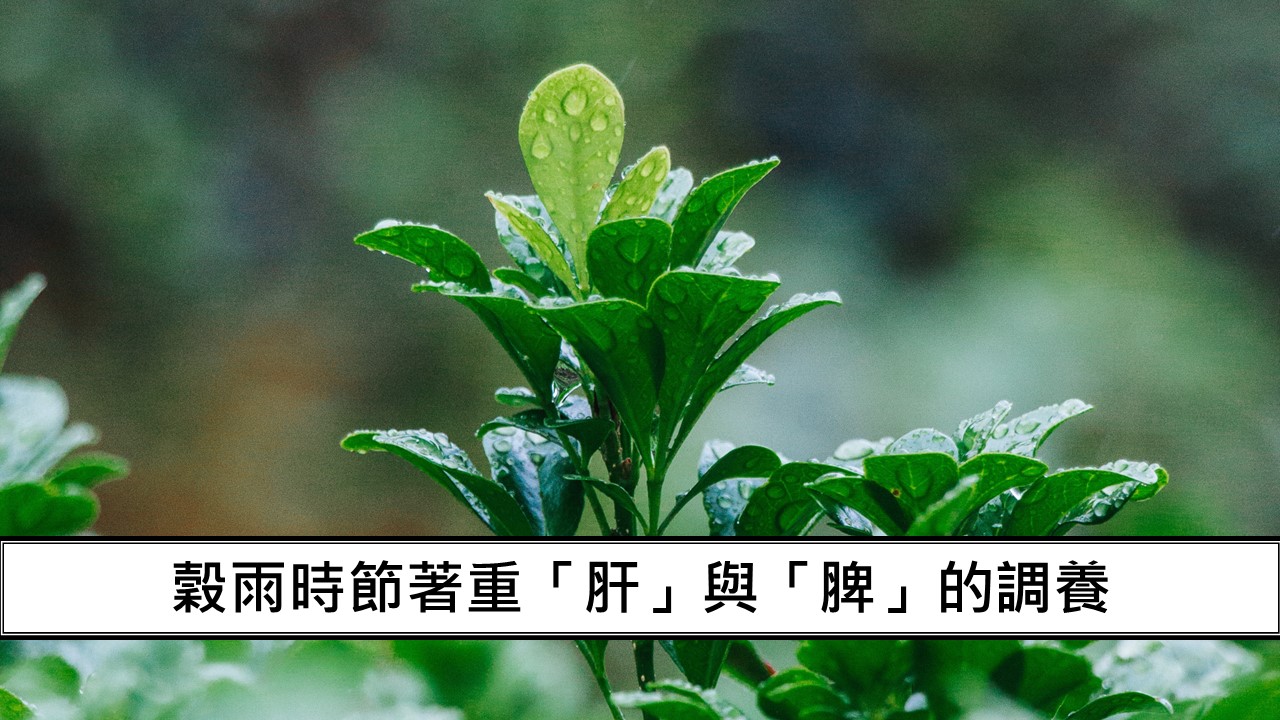 161_穀雨時節著重「肝」與「脾」的調養